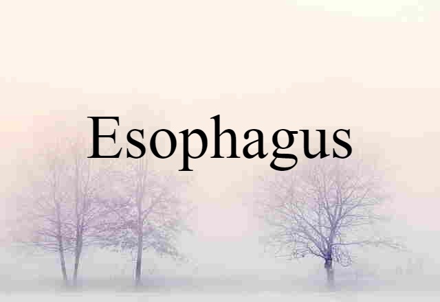 Esophagus (noun) Definition, Meaning & Examples