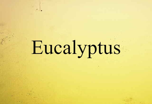 eucalyptus