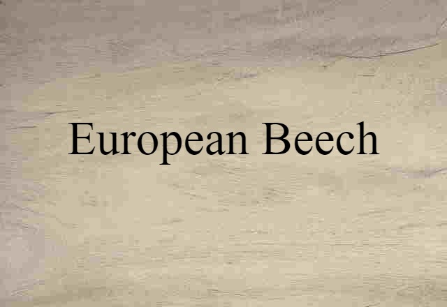 European Beech (noun) Definition, Meaning & Examples