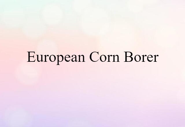 European Corn Borer (noun) Definition, Meaning & Examples