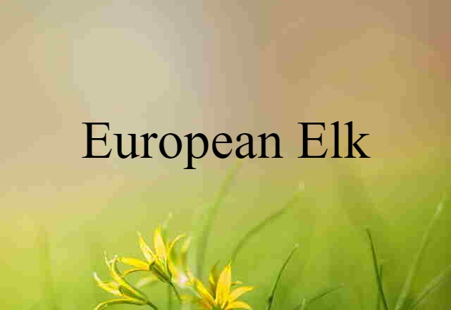 European elk