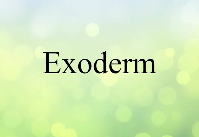 Exoderm (noun) Definition, Meaning & Examples