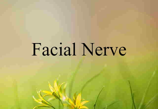 facial nerve