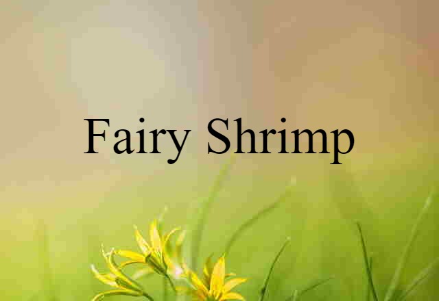 fairy shrimp