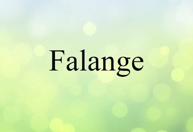 Falange (noun) Definition, Meaning & Examples