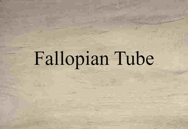 fallopian tube