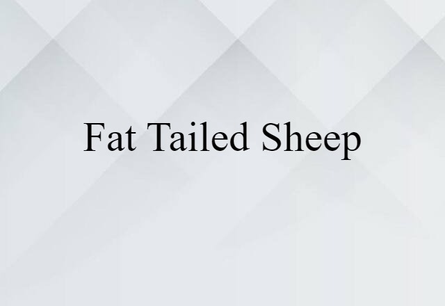 fat tailed sheep