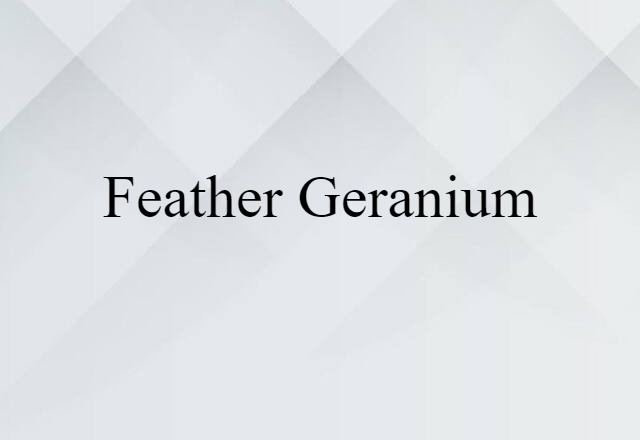 feather geranium