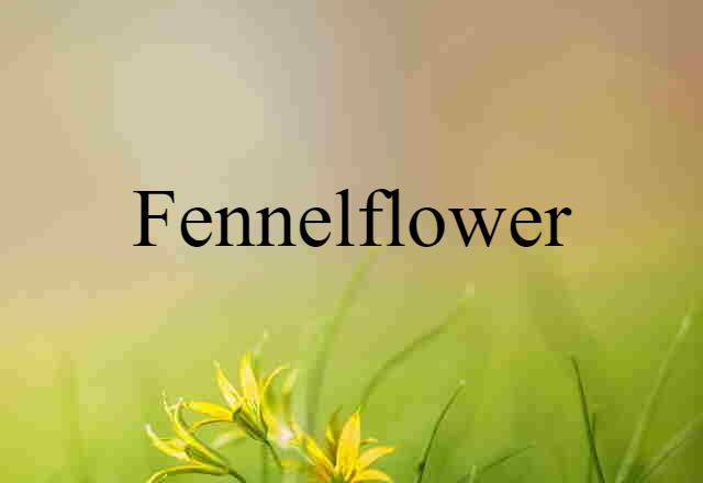 fennelflower