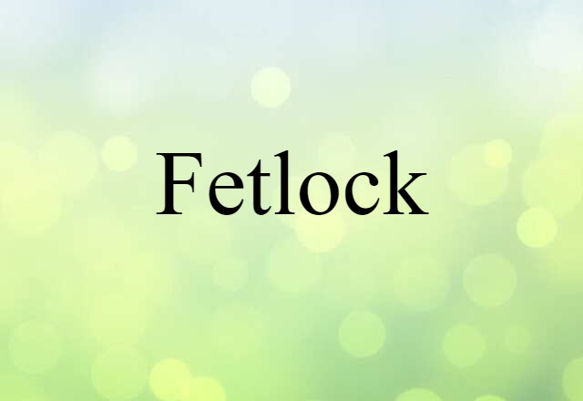 Fetlock (noun) Definition, Meaning & Examples