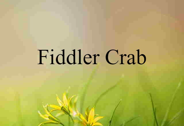 fiddler crab