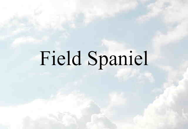 Field Spaniel (noun) Definition, Meaning & Examples