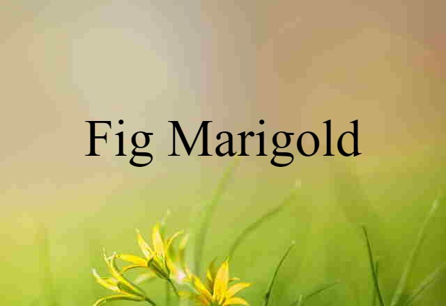 fig marigold