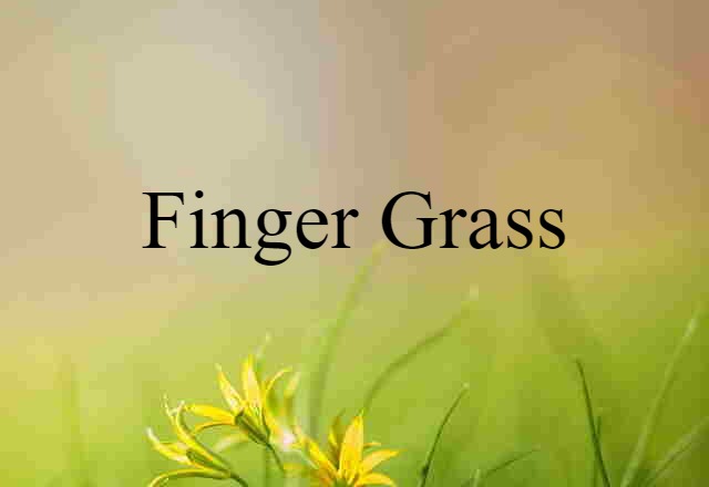 finger grass