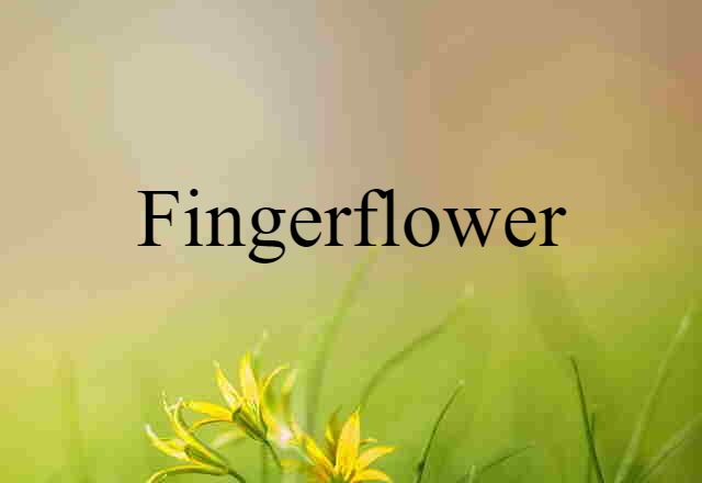 fingerflower