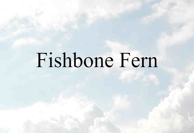 Fishbone Fern (noun) Definition, Meaning & Examples