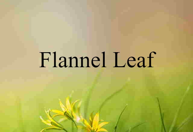 flannel leaf