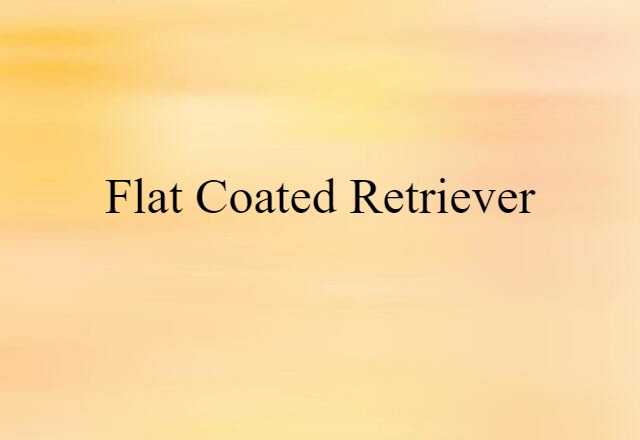 Flat-coated Retriever (noun) Definition, Meaning & Examples