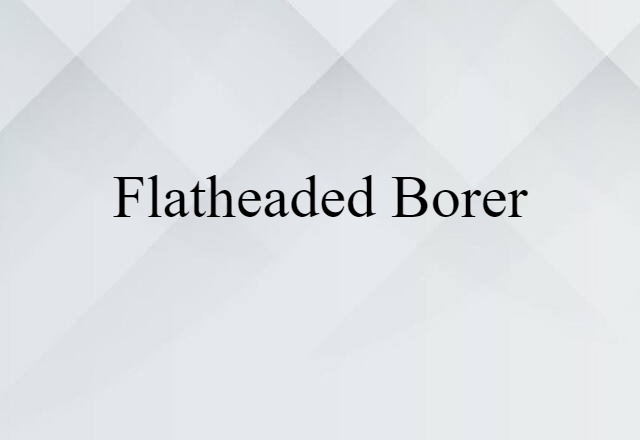 flatheaded borer