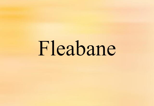 fleabane