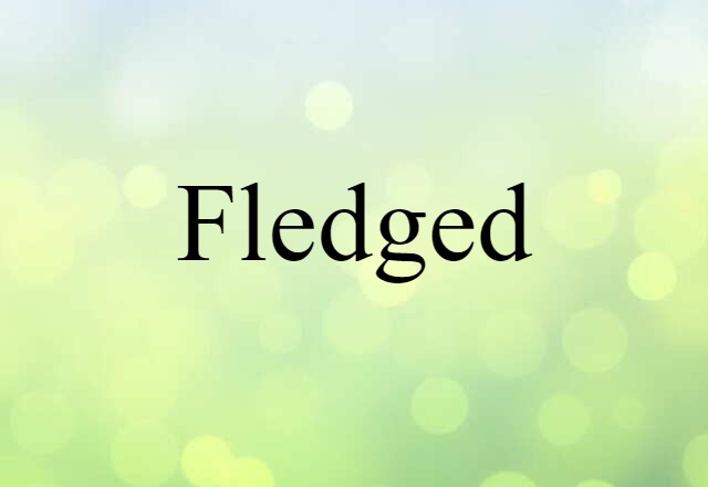 Fledged (noun) Definition, Meaning & Examples