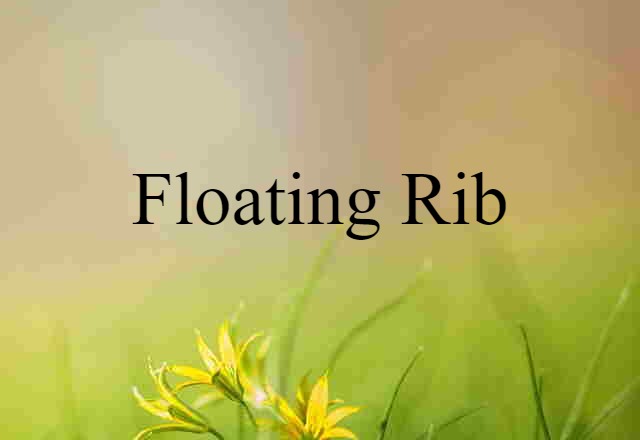 Floating Rib (noun) Definition, Meaning & Examples