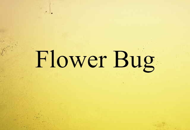 Flower Bug (noun) Definition, Meaning & Examples