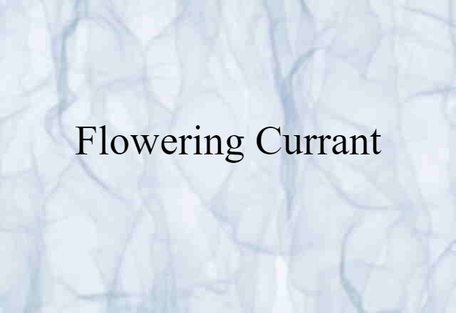 Flowering Currant (noun) Definition, Meaning & Examples