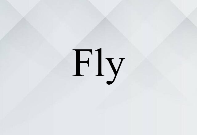 Fly (noun) Definition, Meaning & Examples