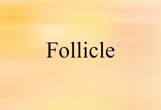 Follicle (noun) Definition, Meaning & Examples