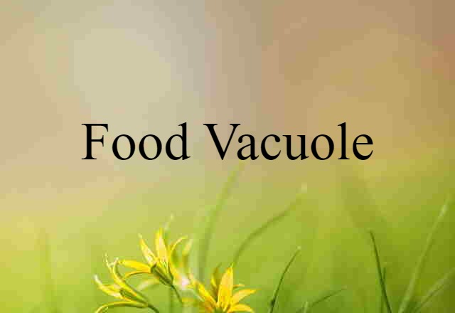 food vacuole