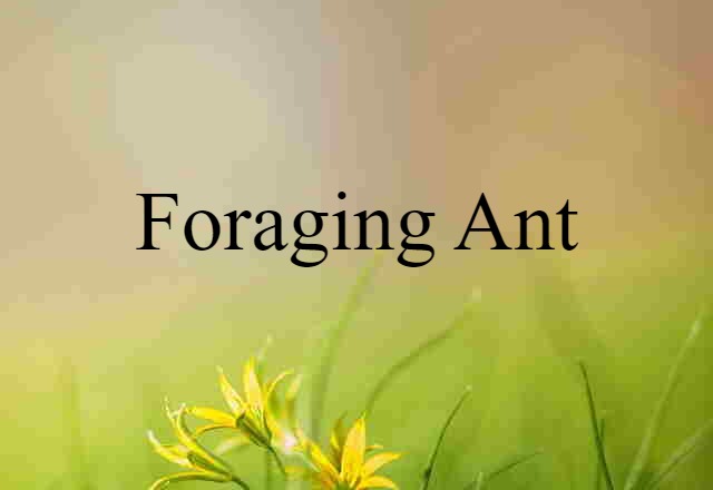 foraging ant