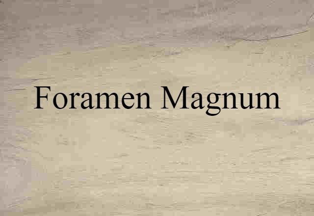 foramen magnum