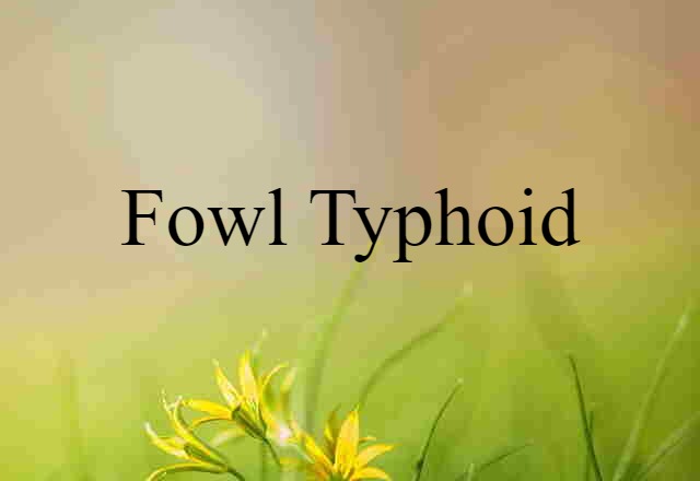 Fowl Typhoid (noun) Definition, Meaning & Examples