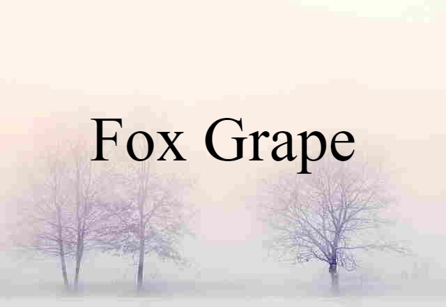 Fox Grape (noun) Definition, Meaning & Examples