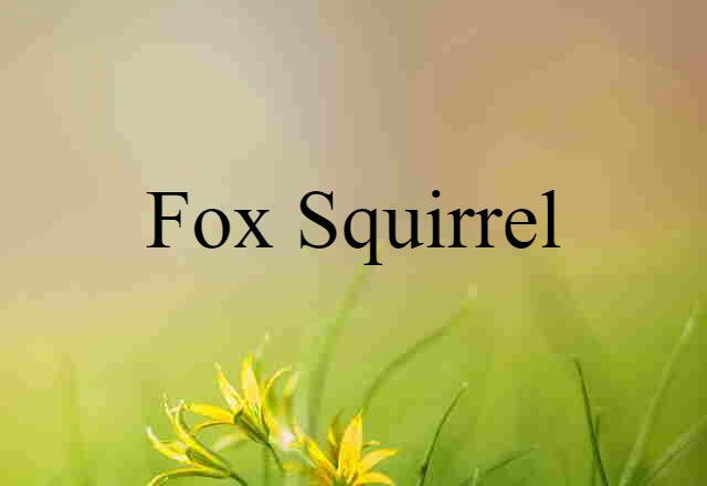 fox squirrel