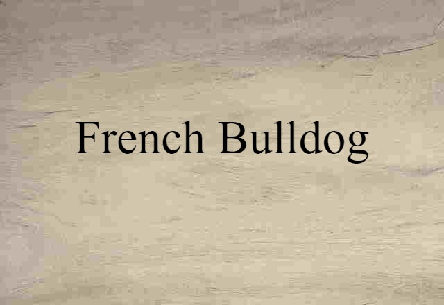 French bulldog