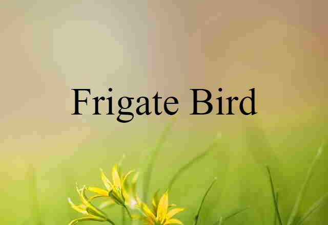 Frigate Bird (noun) Definition, Meaning & Examples