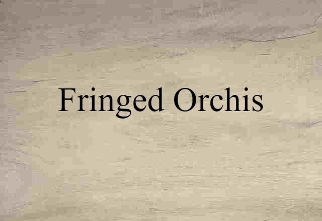 Fringed Orchis (noun) Definition, Meaning & Examples