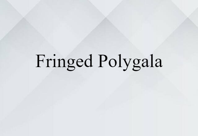 Fringed Polygala (noun) Definition, Meaning & Examples