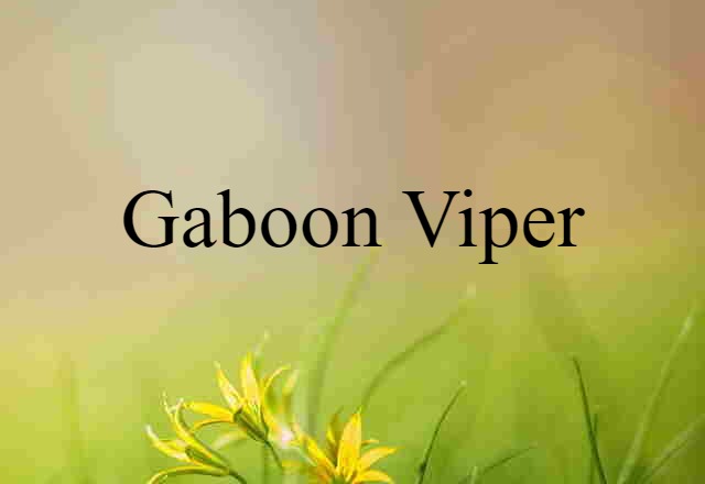 gaboon viper