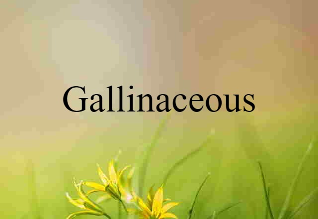 Gallinaceous (noun) Definition, Meaning & Examples