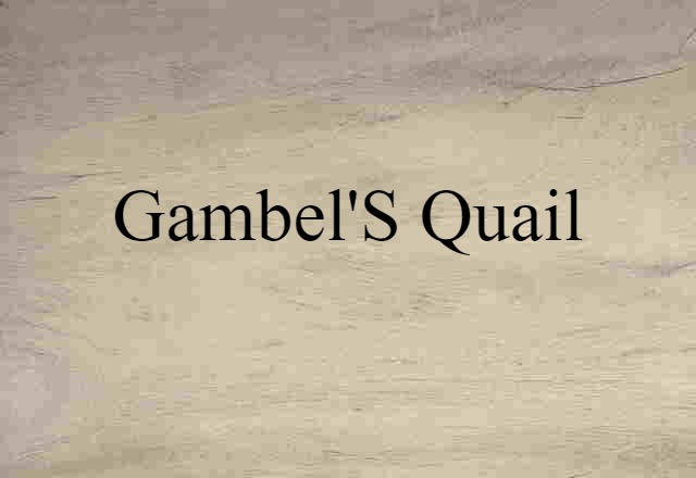 Gambel's Quail (noun) Definition, Meaning & Examples