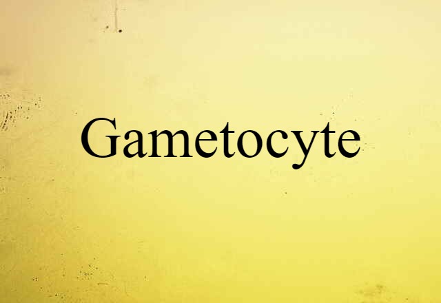 gametocyte