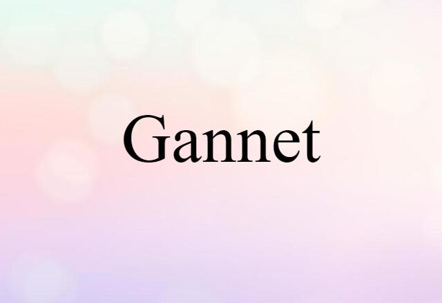 Gannet (noun) Definition, Meaning & Examples