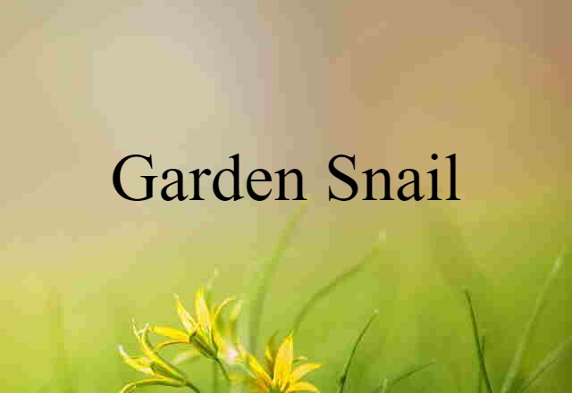 garden snail