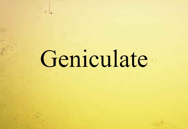 Geniculate (noun) Definition, Meaning & Examples