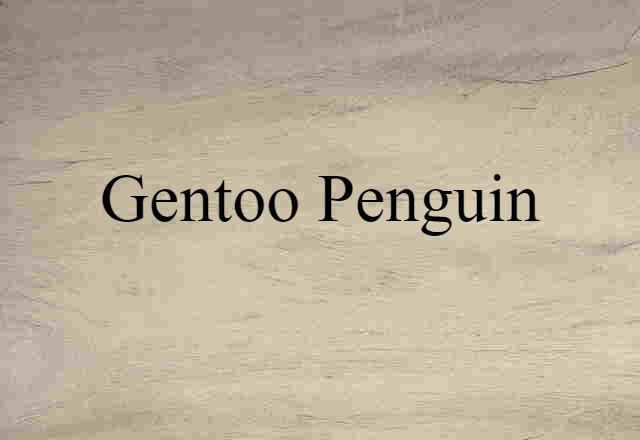 gentoo penguin