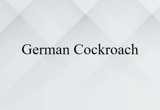 German cockroach