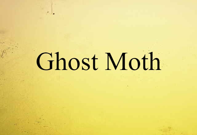 ghost moth